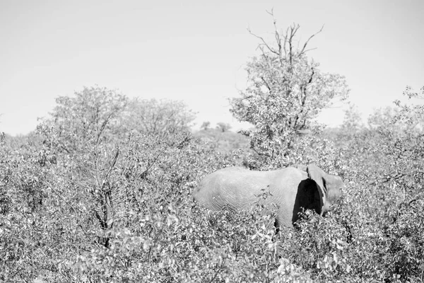 Na África do Sul reserva natural de vida selvagem e elefante — Fotografia de Stock