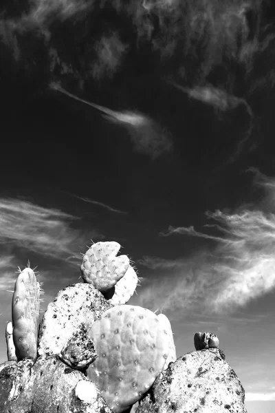 In south africa cloud sky and cactus — Stock Photo, Image