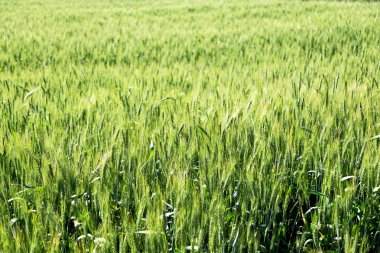     arka plan doku bllur