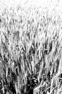 İran'da çiftlik ekili