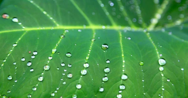 Algunas gotas en una hoja después de la lluvia — Foto de Stock