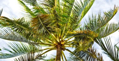  palmiye yaprak ve dal görünümü aşağı