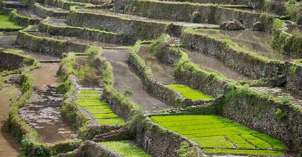 Campo de terraço para coultivação de arroz — Fotografia de Stock