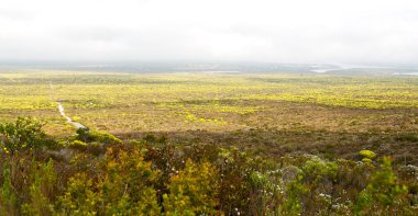 Güney Afrika'da kolza alanında kapat 