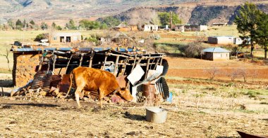   Lesotho sokak köyde  