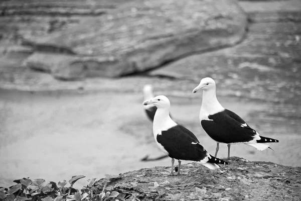 Gaviota en el cabo costero de Sudáfrica — Foto de Stock