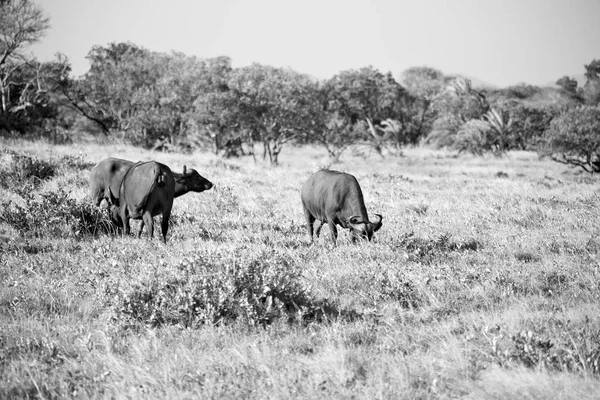 W Republice Południowej Afryki wildlife buffalo — Zdjęcie stockowe