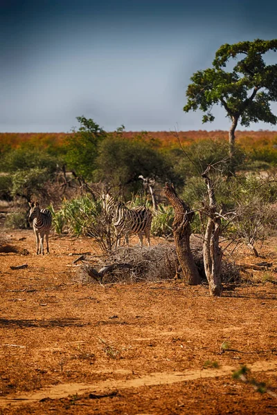 In Sud Africa fauna selvatica zebra — Foto Stock