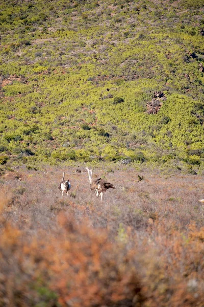 In Sudafrica struzzo selvatico — Foto Stock