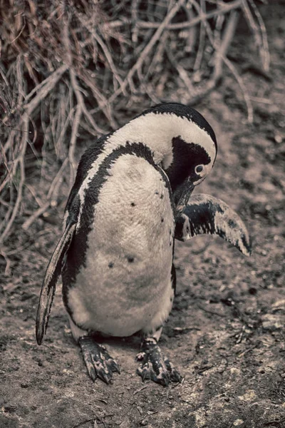 In Südafrika Wildtiere Natur Vögel und Felsen — Stockfoto