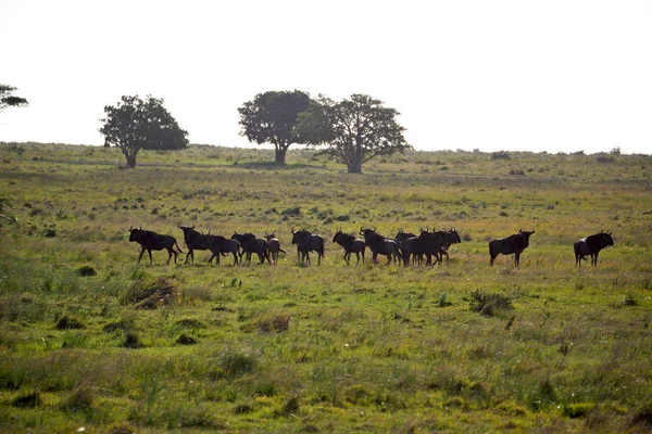 En Sudáfrica búfalo de vida silvestre — Foto de Stock