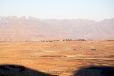   Güney Afrika'da kara çalı ve ağaç 