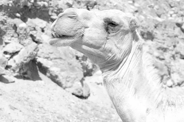 Umman boş dörtte çöl gökyüzüne yakın bir ücretsiz dromedary içinde — Stok fotoğraf