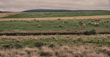  Güney Afrika'da bitki toprak bush ve koyun