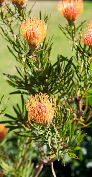 In Sudafrica primo piano del fiore di cactus arancione rosso — Foto Stock