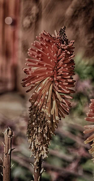 В Южной Африке крупным планом красного оранжевого кактуса — стоковое фото