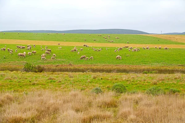 У Південній Африці завод землі Буша і овець — стокове фото