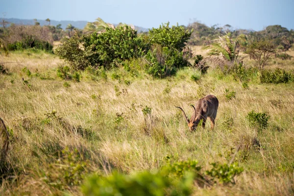 In Zuid-Afrika Wild impala — Stockfoto