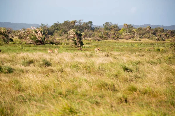 В Южной Африке дикой природы impala — стоковое фото