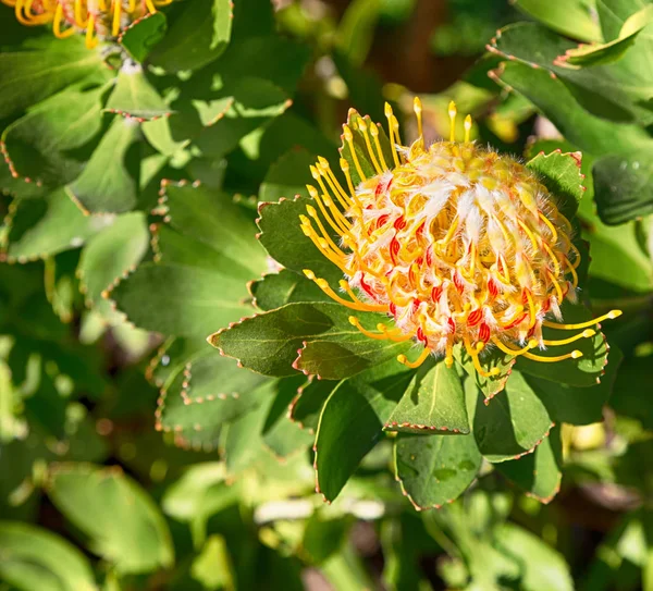 In Sudafrica primo piano del fiore di cactus arancione rosso — Foto Stock