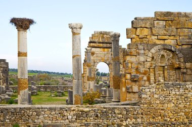 Volubilis Fas Afrika leylek yuva