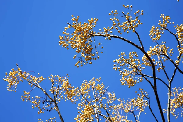 Yellow flower in the tree plant — Stock Photo, Image