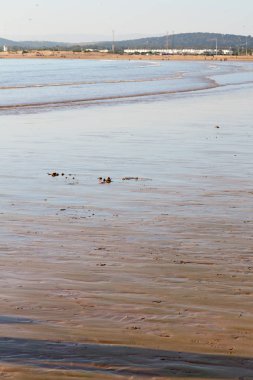 Fas Afrika okyanus dalga deniz ve kuş soyut