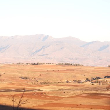   Güney Afrika'da kara çalı ve ağaç 