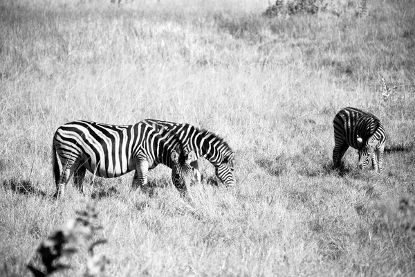 V Jižní Africe přírody chráněné krajinné oblasti a zebra — Stock fotografie