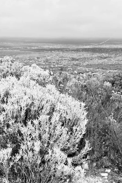 V Jižní Africe zblízka pole řepky — Stock fotografie