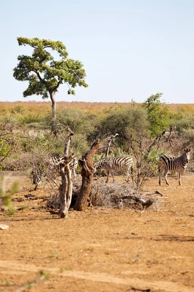 In Sud Africa fauna selvatica zebra — Foto Stock