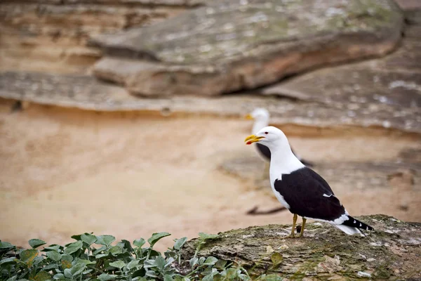 Gaviota en el cabo costero de Sudáfrica — Foto de Stock