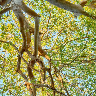 bitki ve ağaç Milli Parkı içinde 