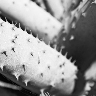   kaktüs bitki ve ışık soyut yaprak