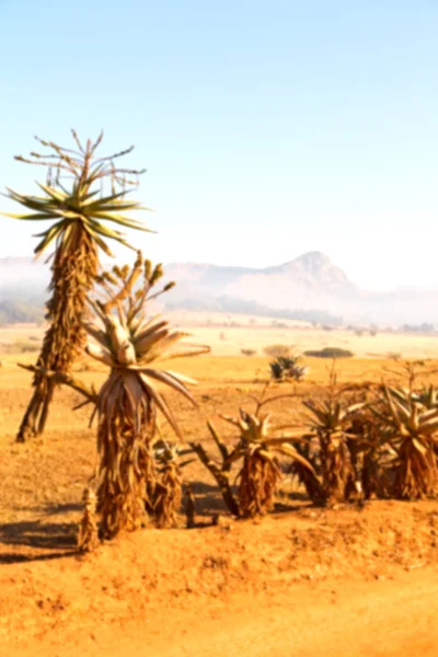 Svaziland yaban hayatı doğa rezerv — Stok fotoğraf