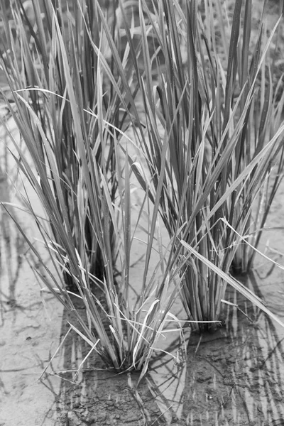 Primer plano de un campo de cultivo de cereales de arroz — Foto de Stock