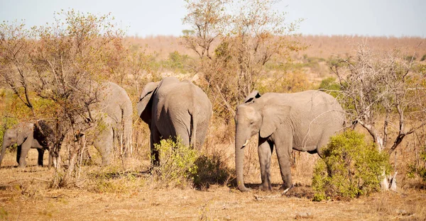V Jižní Africe přírody chráněné krajinné oblasti a slon — Stock fotografie