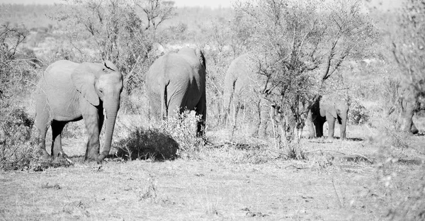 Na África do Sul reserva natural de vida selvagem e elefante — Fotografia de Stock