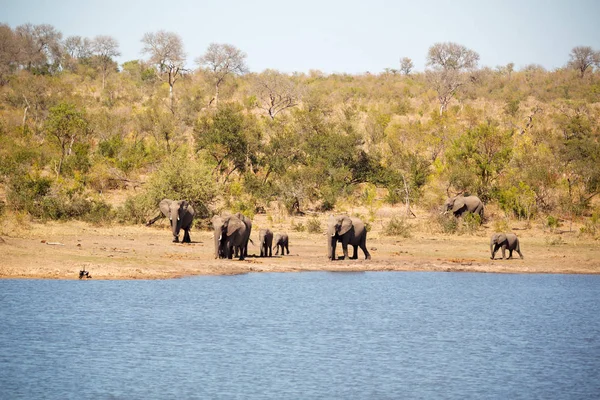 En Afrique du Sud éléphant sauvage — Photo