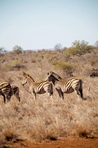 Güney Afrika yaban hayatı zebra — Stok fotoğraf