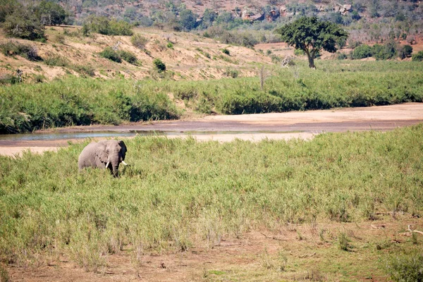 In Sudafrica elefante selvatico — Foto Stock