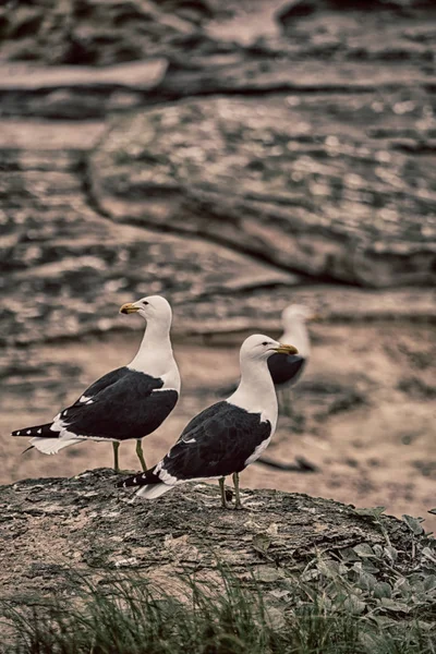 Gaviota en el cabo costero de Sudáfrica — Foto de Stock