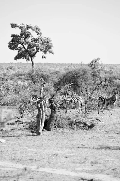 In south africa     wildlife     zebra — Stock Photo, Image