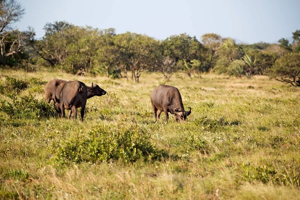 En Sudáfrica búfalo de vida silvestre — Foto de Stock