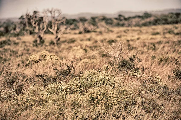 Na África do Sul perto do campo de colza — Fotografia de Stock