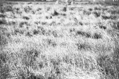 soyut çimenler gibi arka plan bulanıklık  