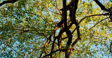 bitki ve ağaç Milli Parkı içinde 