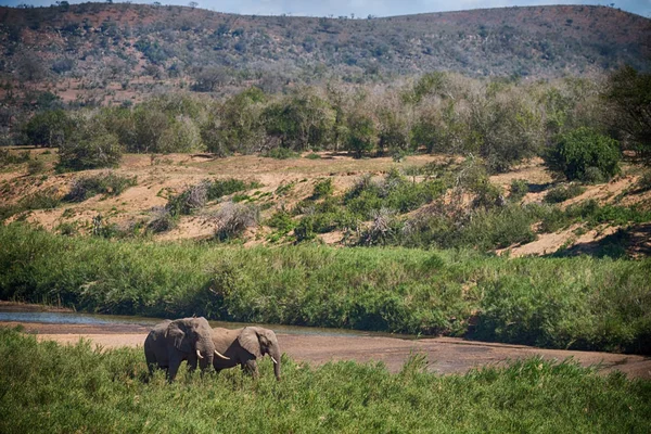 En Afrique du Sud éléphant sauvage — Photo