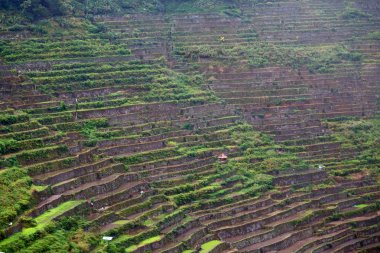   coultivation pirinç Teras alanı   