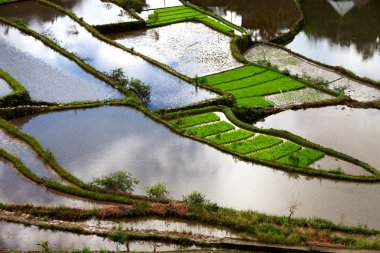   coultivation pirinç Teras alanı   